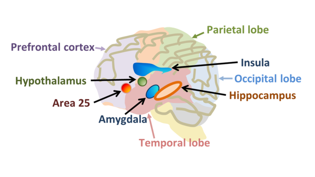 the brain that contain the hippocampus and amygdala.